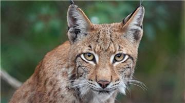 Der junge Luchs Ludwig sitzt im Wildpark Schorfheide im Wald.