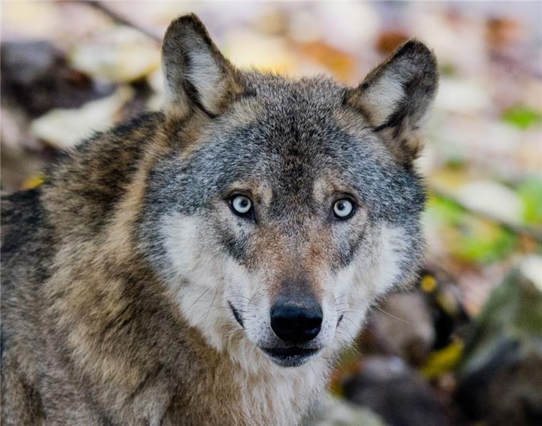 Der kanadische Ranger Ranger Brian Delinte hat in einem Vortrag im Cuxland  Viehhaltern Tipps zum Umgang mit Wölfen gegeben. 