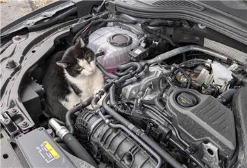  Ein junger Kater sitzt im Motorraum eines Autos. Das Tier fuhr von Hamm bis Olsberg als «blinder Passagier» unbemerkt mit. 