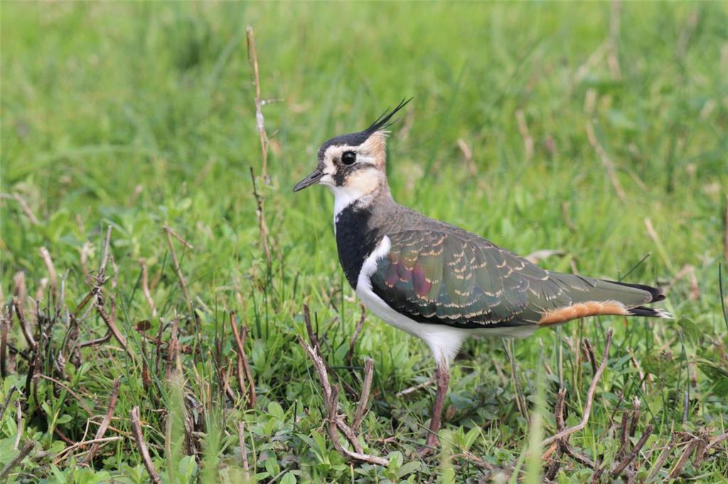 Der Kiebitz, ein bedrohter Zugvogel.
