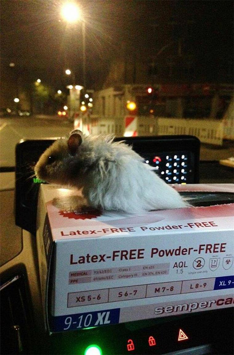 Der kleine Hamster "Sir Henry" wurde von der Berliner Polizei mit dem Streifenwagen in Sicherheit gebracht.Der kleine Hamster "Sir Henry" wurde von der Berliner Polizei mit dem Streifenwagen in Sicherheit gebracht.