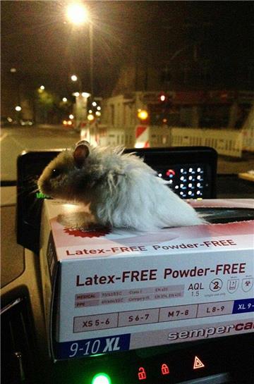 Der kleine Hamster "Sir Henry" wurde von der Berliner Polizei mit dem Streifenwagen in Sicherheit gebracht.Der kleine Hamster "Sir Henry" wurde von der Berliner Polizei mit dem Streifenwagen in Sicherheit gebracht.