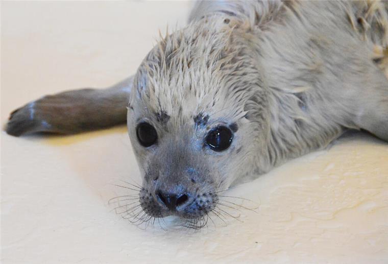 Der kleine Heuler „Bosse“ ist als erster Heuler der diesjährigen Geburtensaison in der Seehundstation Friedrichskoog aufgenommen worden.