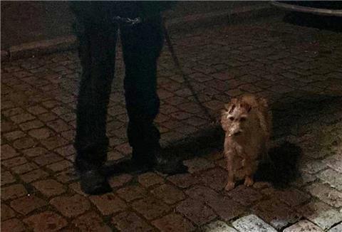 Der kleine Hund konnte durch die Polizei befreit werden.