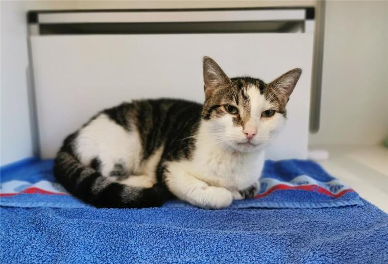 Wohnungskater Artur sucht ein liebevolles Zuhause Ein Kater liegt auf einem Handtuch