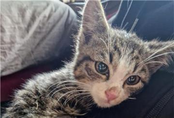 Der kleine Kater Oskar wurde in Bremen in einer Müllpresse gefunden.