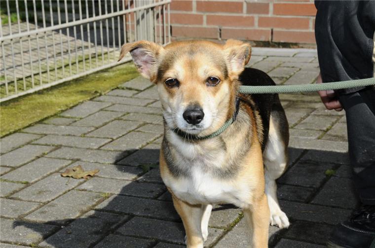 Der kleine Mischling wurde am Montag in Bremerhaven-Speckenbüttel an einer Laterne festgebunden und allein gelassen.