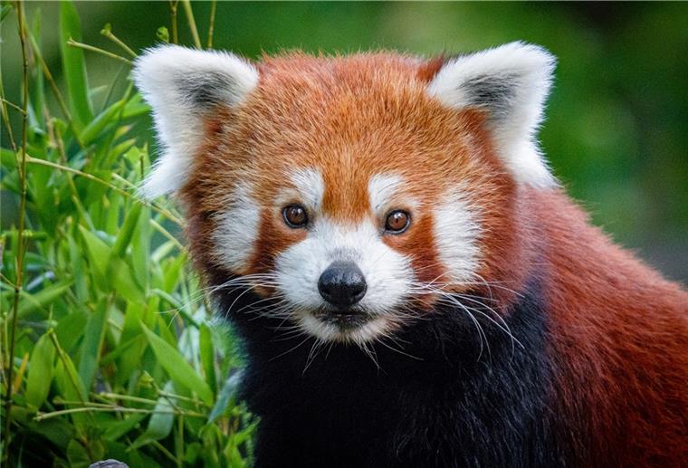 Panda aus dem Duisburger Zoo wird vermisst Der kleine Panda Jang ist aus seinem Gehege ausgebrochen und wird nun gesucht.