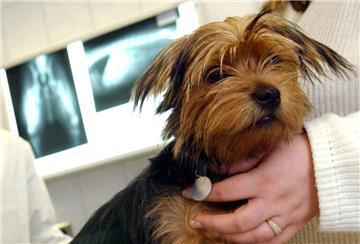  Yorkshire-Terrier beim Tierarzt.