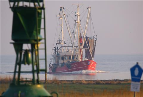 Der Krabbenkutter „Rubin“ von Manfred Wefer fährt morgens in den Hafen von Fedderwardersiel ein.