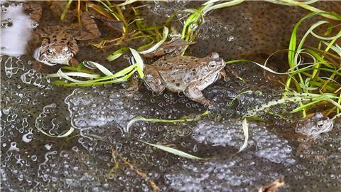 Der Laich von Grasfröschen liegt in einem Wassergraben nahe einer Straße.