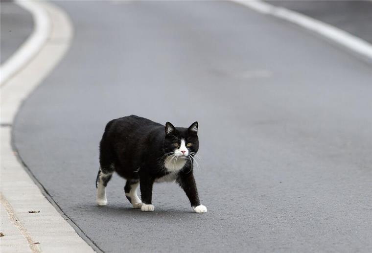 Landkreis ruft „Katzennotstand“ aus Der Landkreis Kelheim hat den „Katzennotstand“ ausgerufen. (Symbolbild)