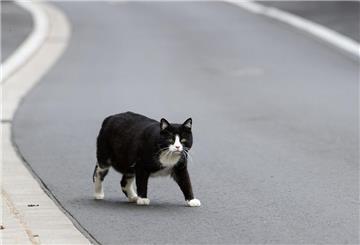 Der Landkreis Kelheim hat den „Katzennotstand“ ausgerufen. (Symbolbild)
