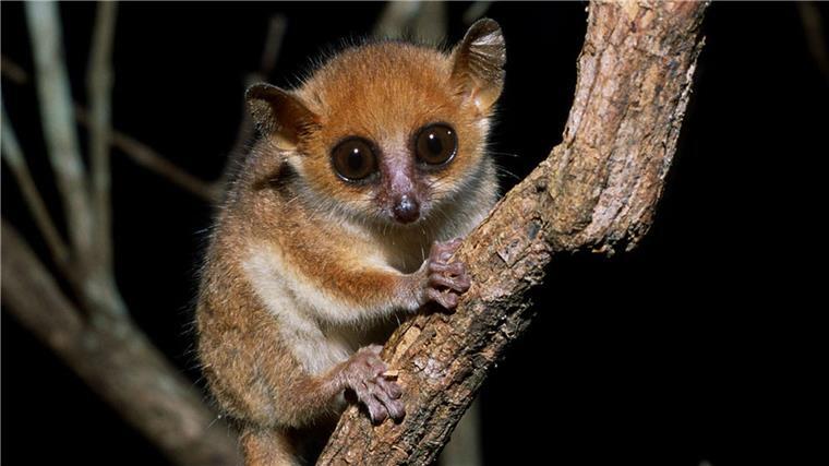 Bericht: Zahl bedrohter Affenarten nimmt zu Der Madame Berthes Mausmaki (Microcebus berthae) lebt auf Madagaskar und ist der kleinste lebende Primat der Welt.