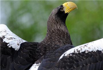 Ein Riesenseeadler sitzt am Mittwoch (08.04.2009) mit ausgebreiteten Flügeln in seiner Voliere im Heidelberger Zoo. Riesenseeadler gehören zu den größten Greifvögeln der Welt. Ihre Flügelspannweite kann bis zu 230 cm bei einem Gewicht um die neun kg erreichen. Die vomAussterben bedrohten Riesenadler leben im Nordosten des asiatischen Kontinents. Die meisten Brutpaare kommen dabei auf der zu Russland gehörenden Halbinsel Kamtschatka vor. Foto: Ronald Wittek dpa/lsw +++ dpa-Bildfunk +++