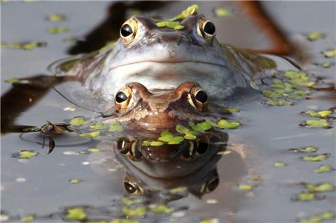 Der Moorfrosch ist eine gefährdete Amphibien-Art.