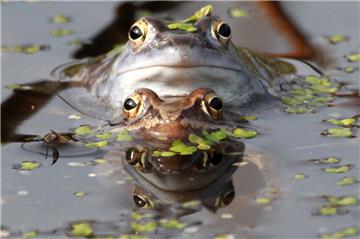 Der Moorfrosch ist eine gefährdete Amphibien-Art.