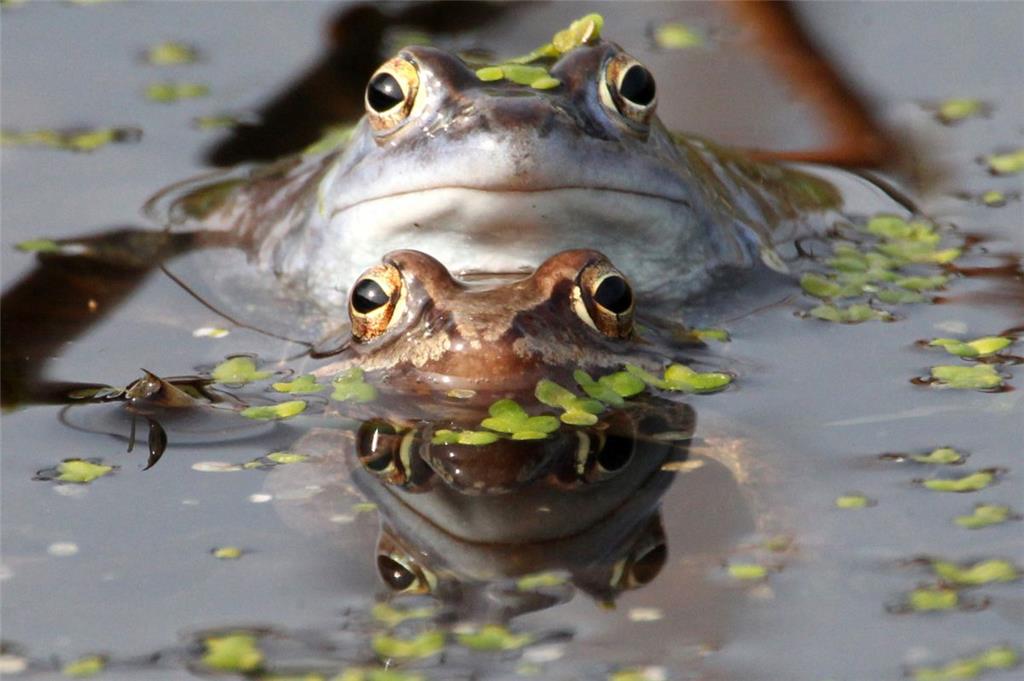 Der Moorfrosch ist eine gefährdete Amphibien-Art.