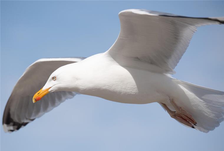 Bremerhaven: Motorradfahrer stürzt nach Kollision mit einer Möwe Eine Möwe fliegt