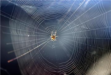 Eine Spinne in einem Spinnennetz. 
