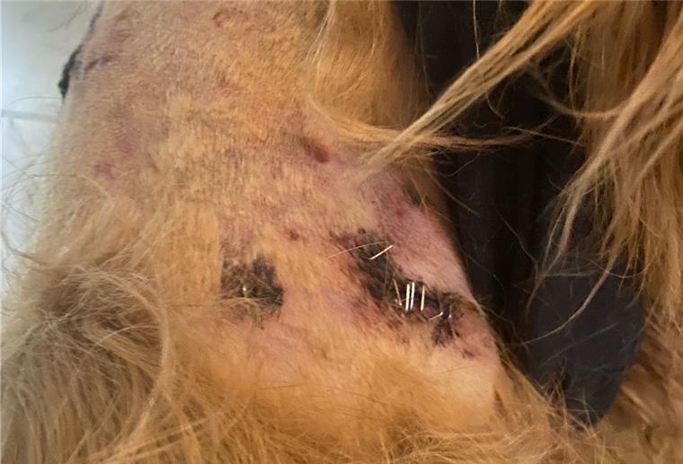 Bremerhaven: Gassi-Gang endet für „Teddy“ mit tiefen Bisswunden Der Nachbarshund soll bereits zum zweiten Mal „Teddy“ angegriffen haben. Diesmal trug der Norfolk-Terrier tiefe Bisswunden davon.