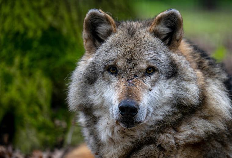 Ein Europäischer Grauwolf 