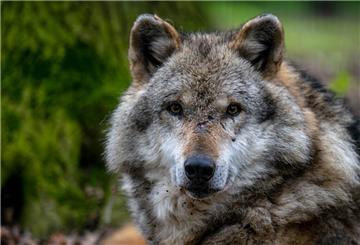 Ein Europäischer Grauwolf 