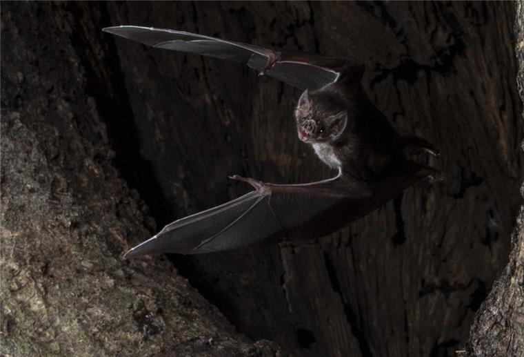 Eine Fledermaus beim Abflug