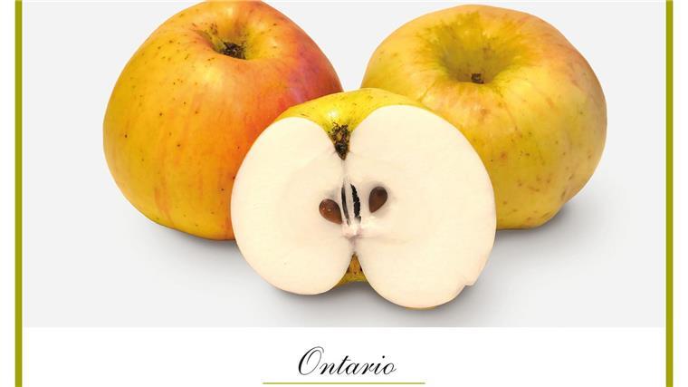Apfel des Jahres „Ontario“ am Kiekeberg gepflanzt Der „Ontario“ als eine typische Winterapfelsorte ist im Freilichtmuseum am Kiekeberg angepflanzt worden.