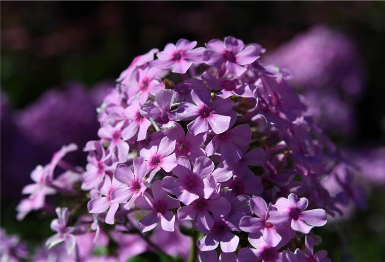 Bremerhaven: Gartenexperte gibt Tipps zum Aufräumen im Frühjahr Bremerhavener Gartenexperte gibt Tipps zum Aufräumen im Frühling.