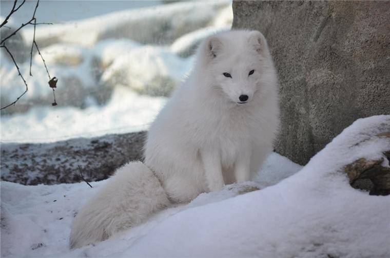Polarfuchs im Zoo am Meer