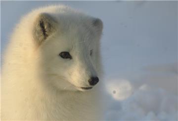 Der Polarfuchs weiß, wie man geschickt durch den Winter kommt.