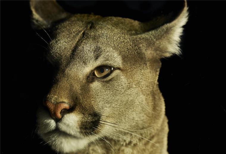Der Puma im Zoo am Meer schaut bei Dunkelheit echt grimmig aus.