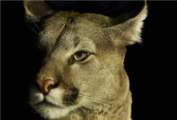 Der Puma im Zoo am Meer schaut bei Dunkelheit echt grimmig aus.