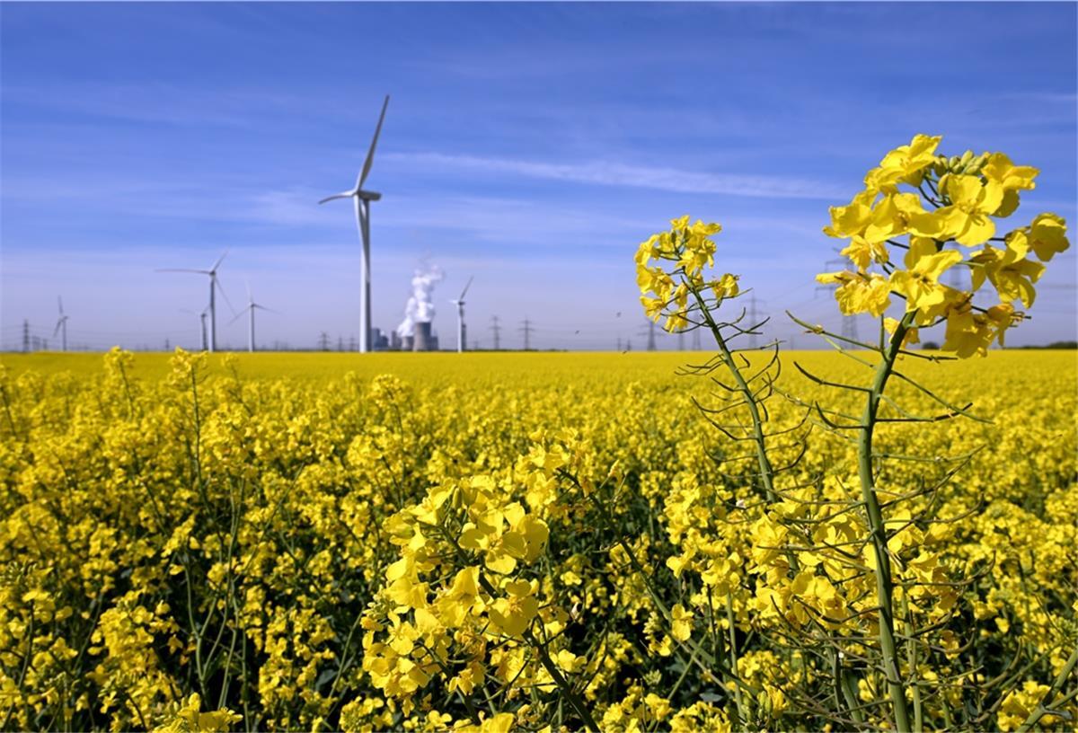 Gelb blüht der Raps vor dem Braunkohlekraftwerk Niederaußem. 