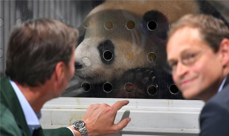 Der Riesenpanda Meng Meng (Träumchen) schaut in Schönefeld (Brandenburg) nahe Berlin am Frachtterminal des Flughafens aus seiner Transportbox heraus. «Meng Meng» und ein weiterer Panda werden in den Berliner Zoo einziehen.  
