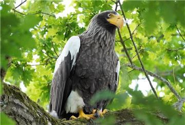 Der Riesenseeadler kann eine Flügelspannweite von bis zu 2,80 Metern erreichen.