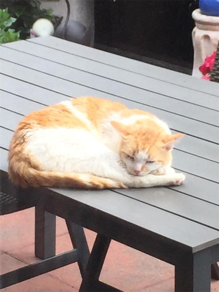 Der rot-weiß gemusterte Kater ist Menschen gegenüber äußerst scheu.