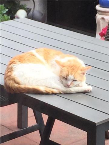 Der rot-weiß gemusterte Kater ist Menschen gegenüber äußerst scheu.