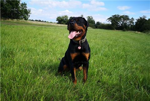 Der Rottweiler „Balou“ hat die Ausbildung zum Diensthund nicht geschafft.