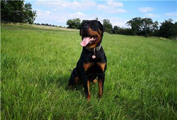 Der Rottweiler „Balou“ hat die Ausbildung zum Diensthund nicht geschafft.