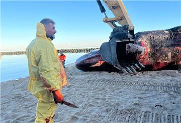 Ein toter Pottwal liegt auf dem Sandstrand vor Hörnum auf Sylt. Der rund 16 Meter lange Kadaver des jungen Bullen wurde aus dem Wasser geborgen, wo er schon einige Zeit trieb. Der 10 bis 15 Tonnen schwere Körper soll weiter auf das Festland gebracht werden. (zu dpa: «Sylt-Wal: Spezialist löst Fleischreste vom Unterkiefer»)