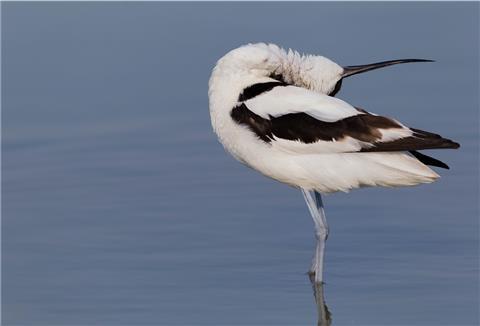 Der Säbelschnäbler ist das Aushängeschild der 12. Zugvogeltage. 