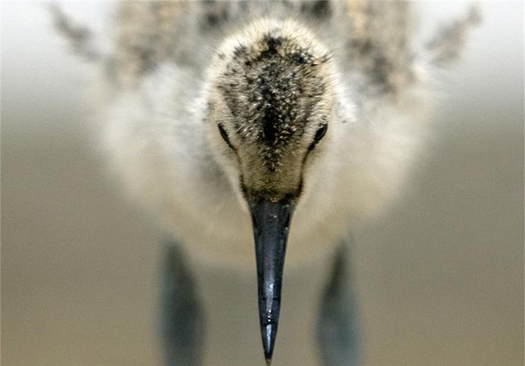 Der Säbelschnäbler steht bei den diesjährigen Zugvogeltagen im Mittelpunkt.