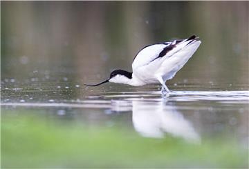 Der schöne Säbelschnäbler ist vor allem zur Mauser ein häufiger Vogel im Blexer Watt.