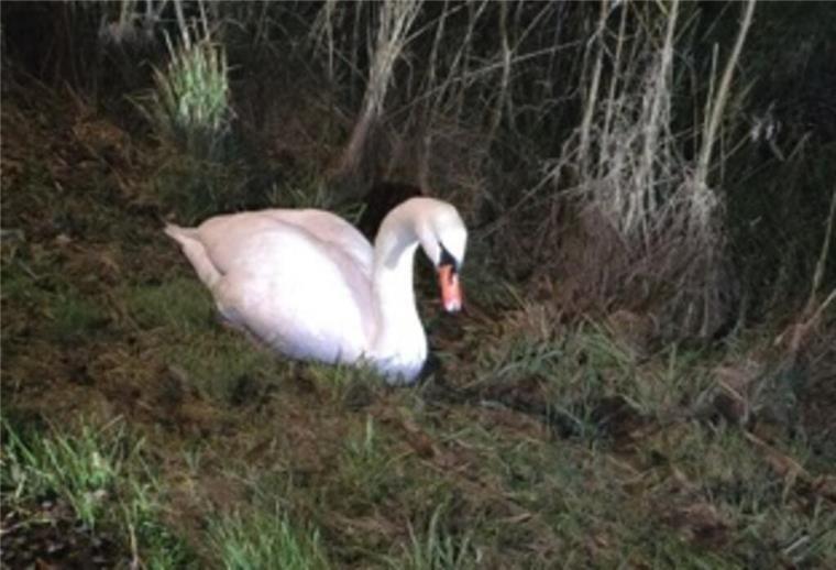 Schwan „Waldemar“ sorgt für Aufregung auf der B73: Verletzter Vogel gerettet Der Schwan wurde von der Polizei liebevoll „Waldemar“ getauft.