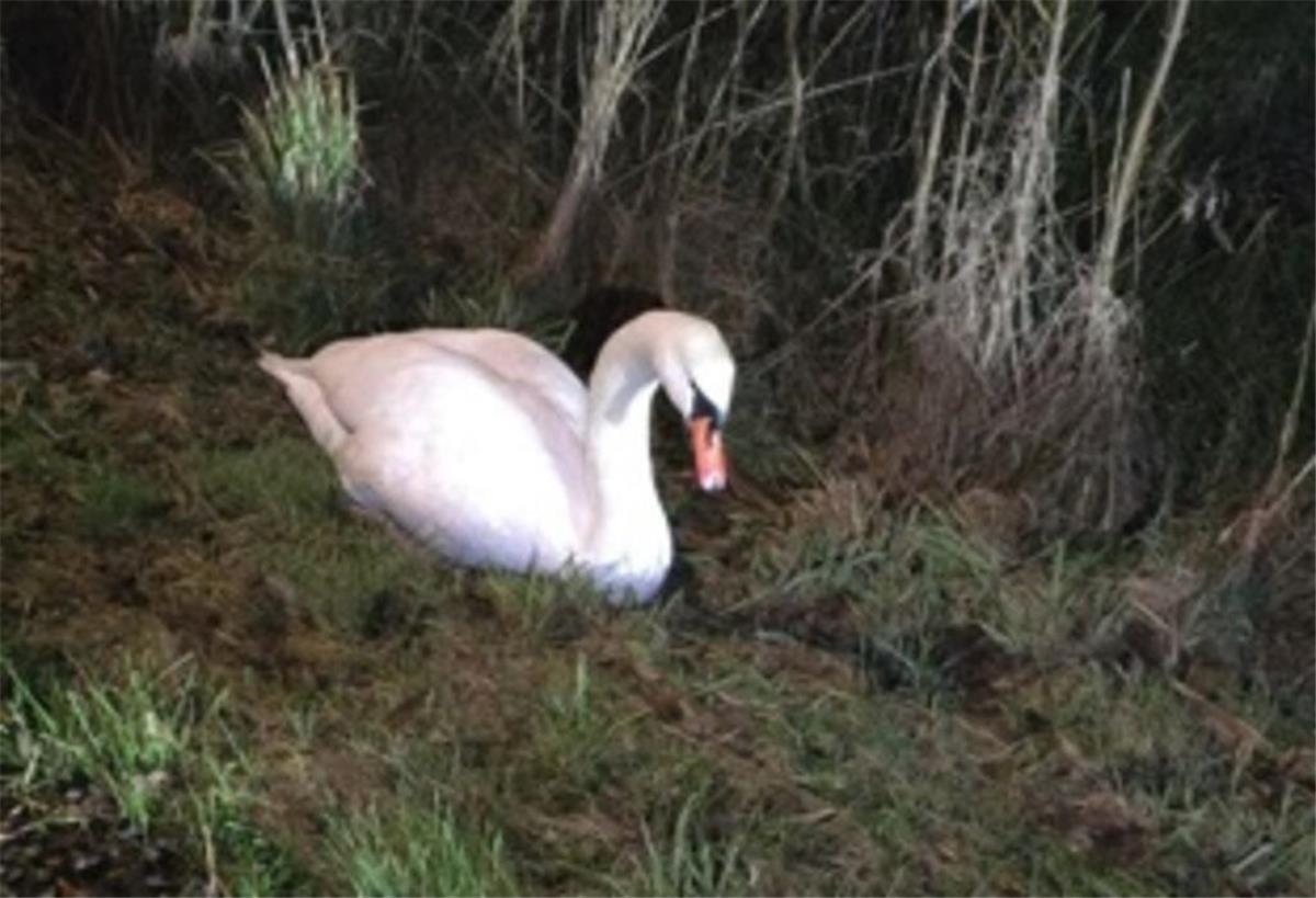 Der Schwan wurde von der Polizei liebevoll „Waldemar“ getauft.