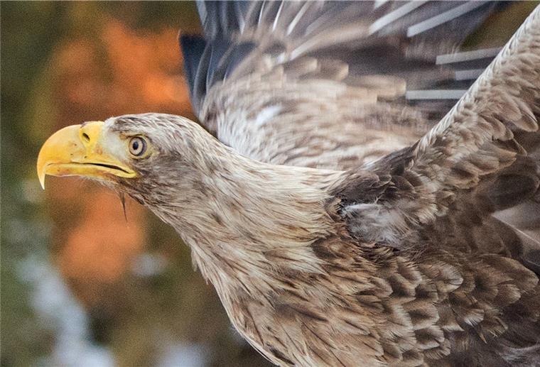 Der Seeadler brütet an der Luneplate und ist auch im Winter dort zu sehen.