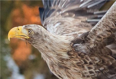 Der Seeadler brütet an der Luneplate und ist auch im Winter dort zu sehen.