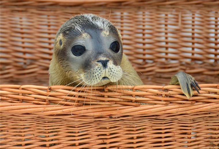 So süß! Daran erkennt ihr die verschiedenen Robben-Arten Ein Seehund in einem Korb